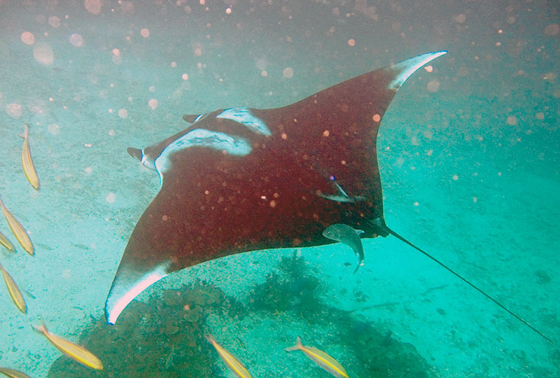 Illustration for article titled Científicos encuentran el primer santuario conocido de mantarrayas gigantes del mundo